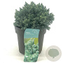 Juniperus squamata 'Blue Star' 15-20 cm 2,0L