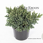 Juniperus squamata 'Blue Star' 15-20 cm 2,0L