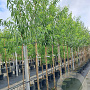 Prunus d. 'Robijn' 12-14 HO container