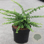 Berberis thunb. 'Green Carpet' 40-50 cm 2,5L