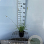 Sesleria autumnalis 30-40 cm C1.3