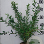 Caragana arborescens 80-100 cm 10L