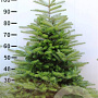 Abies koreana 100-125 cm met kluit