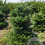 Abies koreana 125-150 cm met kluit
