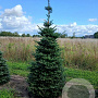 Abies koreana 225-250 cm draadkluit verplant