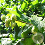 Corylus avellana 'Lange Spaanse' 400-450 cm cont. 290L
