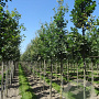 Quercus robur 125-150 cm met kluit solitair