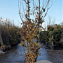 Acer griseum 300-350 cm draadkluit