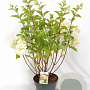 Hydrangea pan. 'Silver Dollar' 40-60 cm 5,0L