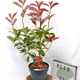 Photinia fraseri 'Camilvy' 40-50 cm 5,0L