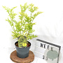 Sambucus nigra Golden Tower 40-60 cm 3,0L