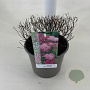 Spiraea jap. 'Little Princess' 25-30 cm 3,0L