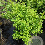 Spiraea jap. 'Little Princess' 25-30 cm 3,0L