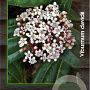 Viburnum davidii 30-40 cm 2,0L