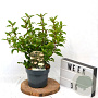 Viburnum tinus 40-60 cm 3,0L