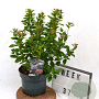 Viburnum tin. Spirit 40-50 cm 5,0L