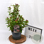 Viburnum tin. Spirit 40-60 cm 3,0L