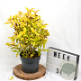 Weigela florida Jean's Gold 40-60 cm 3,0L