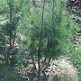 Pinus sylvestris 200-225 cm draadkluit solitair