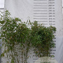 Fargesia robusta 'Pingwu' 175-200 cm 15L