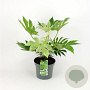 Fatsia japonica 'Spider's Web' GM 7,5L