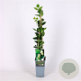Lonicera fragrantissima 70 cm 2,0L