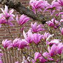 Magnolia l. 'Nigra' 80-100 cm met kluit