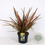 Phormium 'Evening Glow' 50-60 cm 7,5L