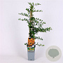 Pyracantha 'Soleil d'Or' 70 cm 2,0L