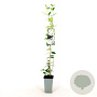 Trachelospermum jasminoides 80-100 cm 2,5L