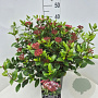 Viburnum tin. 'Gwenllian' 40-50 cm 10L