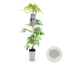 Wisteria flor. 'Issai-naga' 80-100 cm 2,5L