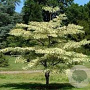 Cornus controversa 'Pagoda' 150-175 cm 15L