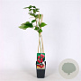 Rubus idaeus 'Héritage' 70 cm 2,0L