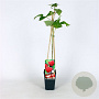 Rubus idaeus 'Zeva' 70 cm 2,0L