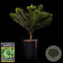 Araucaria araucana 40-50 cm 5,0L najaarspotting
