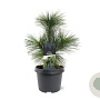 Pinus schwerinii 'Wiethorst' 25-30 cm 3,5L