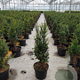 Taxus baccata 60-80 cm 4,0L