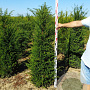 Taxus baccata 140-160 cm met kluit