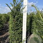 Taxus baccata 140-160 cm met kluit