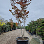 Acer pal. 'Bloodgood' 450-500 cm container meerstammig