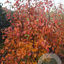Amelanchier lamarckii 175-200 cm draadkluit