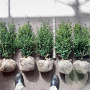 Buxus sempervirens 40-50 cm met kluit