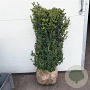 Buxus sempervirens 80-100 cm met kluit