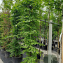 Carpinus betulus 200-225 cm met kluit