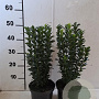 Euonymus jap. 'Green Spire' 30-40 cm 2,0L