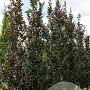 Fagus syl. 'Rohan Obelisk' 16-18 cm draadkluit geveerd