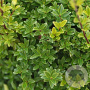 Ilex maximowicziana 120-140 cm met kluit 40-45 haagplant