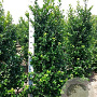 Ilex meserv. 'Blue Prince' 100-125 cm met kluit 30-40 haagplant