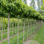 Liquidambar s. 'Gum Ball' 14-16 cm draadkluit 225 cm stam Beveerd